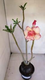 Planta Dobrada 3289 – 35cm – 03 anos - Imagem 5