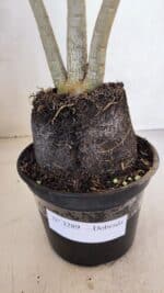 Planta Dobrada 3289 – 35cm – 03 anos - Imagem 8