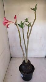 Planta Dobrada 3289 – 35cm – 03 anos - Imagem 7