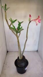 Planta Dobrada 3289 – 35cm – 03 anos - Imagem 6