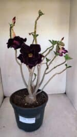 Planta Dobrada 3290 – 40cm – 03 anos