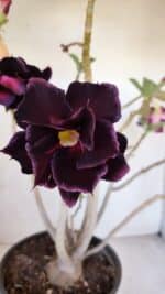 Planta Dobrada 3290 – 40cm – 03 anos - Imagem 3