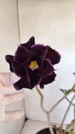 Planta Dobrada 3290 – 40cm – 03 anos - Imagem 4