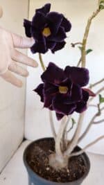 Planta Dobrada 3290 – 40cm – 03 anos - Imagem 5