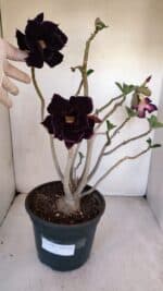 Planta Dobrada 3290 – 40cm – 03 anos - Imagem 6