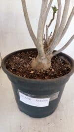 Planta Dobrada 3290 – 40cm – 03 anos - Imagem 9