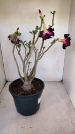 Planta Dobrada 3290 – 40cm – 03 anos - Imagem 8