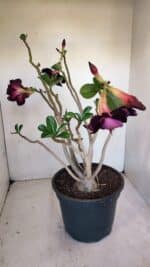 Planta Dobrada 3290 – 40cm – 03 anos - Imagem 7