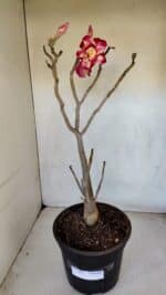 Planta Dobrada 3291 – 40cm – 03 anos - Imagem 2