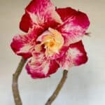 Planta Dobrada 3291 – 40cm – 03 anos