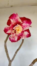 Planta Dobrada 3291 – 40cm – 03 anos