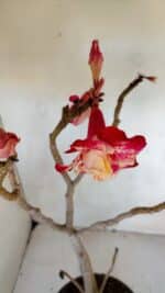 Planta Dobrada 3291 – 40cm – 03 anos - Imagem 4