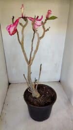 Planta Dobrada 3291 – 40cm – 03 anos - Imagem 5