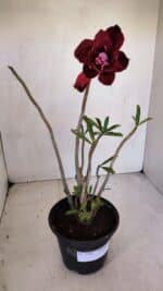 Planta Dobrada 3292 – 30cm – 03 anos - Imagem 2