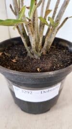 Planta Dobrada 3292 – 30cm – 03 anos - Imagem 6