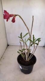 Planta Dobrada 3292 – 30cm – 03 anos - Imagem 4