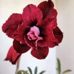 Planta Dobrada 3292 – 30cm – 03 anos