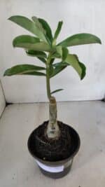 ENXERTO 12027 – 22cm (cor LM 08) - Imagem 2