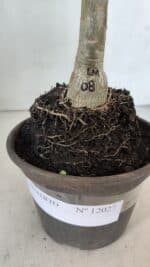 ENXERTO 12027 – 22cm (cor LM 08) - Imagem 4