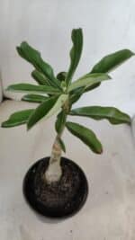 ENXERTO 12027 – 22cm (cor LM 08) - Imagem 3