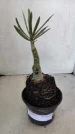 ENXERTO 12028 – 20cm (cor LM 424) - Imagem 2