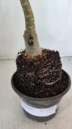 ENXERTO 12028 – 20cm (cor LM 424) - Imagem 4