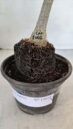 ENXERTO 12029 – 20cm (cor LM 1007) - Imagem 4