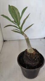 ENXERTO 12029 – 20cm (cor LM 1007) - Imagem 3