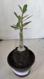 ENXERTO 12030 – 20cm (cor LM 979) - Imagem 2