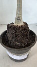 ENXERTO 12030 – 20cm (cor LM 979) - Imagem 4