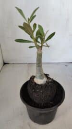 ENXERTO 12030 – 20cm (cor LM 979) - Imagem 3