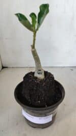 ENXERTO 12031 – 20cm (cor LM 966) - Imagem 2