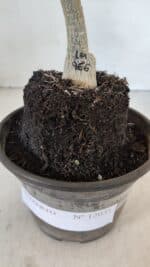 ENXERTO 12031 – 20cm (cor LM 966) - Imagem 4