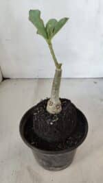 ENXERTO 12031 – 20cm (cor LM 966) - Imagem 3