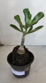 ENXERTO 12032 – 20cm (cor LM 988) - Imagem 2