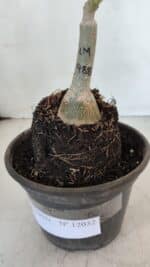 ENXERTO 12032 – 20cm (cor LM 988) - Imagem 4