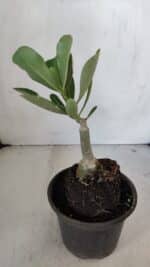 ENXERTO 12032 – 20cm (cor LM 988) - Imagem 3