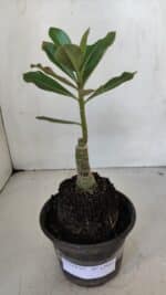 ENXERTO 12033 – 20cm (cor LM 728) - Imagem 2