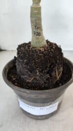 ENXERTO 12033 – 20cm (cor LM 728) - Imagem 4