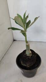 ENXERTO 12033 – 20cm (cor LM 728) - Imagem 3