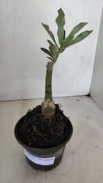 ENXERTO 12034 – 20cm (cor LM 976) - Imagem 2