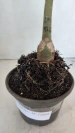 ENXERTO 12034 – 20cm (cor LM 976) - Imagem 4