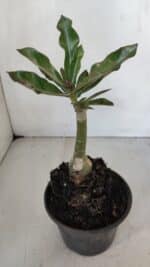 ENXERTO 12034 – 20cm (cor LM 976) - Imagem 3