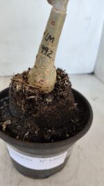 ENXERTO 12035 – 20cm (cor LM 992) - Imagem 3