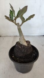 ENXERTO 12035 – 20cm (cor LM 992) - Imagem 4