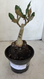 ENXERTO 12035 – 20cm (cor LM 992) - Imagem 2