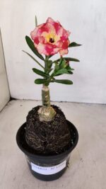 ENXERTO 12036 – 20cm (cor LM 995) - Imagem 2