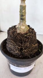 ENXERTO 12036 – 20cm (cor LM 995) - Imagem 7