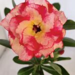 ENXERTO 12036 – 20cm (cor LM 995)