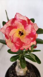 ENXERTO 12036 – 20cm (cor LM 995)